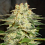 World of Seeds Afghan Kush Ryder Feminized