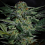 World of Seeds Diamond Line High Tension Feminized