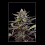 Bulk Seeds Auto Blueberry Feminized