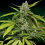 Bulk Seeds Auto Sweet Tooth Feminized