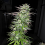 Bulk Seeds Snowbud Feminised
