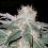 Bulk Seeds White Widow Feminized