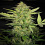 Bulk Seeds Auto Lemon Skunk Feminized