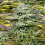 Big Head Seeds THC Pro Feminized