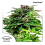 Dutch Passion Seeds Forest Dream Feminized