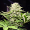Paradise Seeds Wappa Feminised