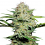 Sensi Skunk Auto – Feminized – Sensi Seeds