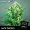 Positronics Seeds Jack Diesel Feminized
