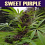 Paradise Seeds Sweet Purple Feminised