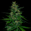 VIP Seeds Timanfaya Auto Feminized