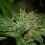 BlimBurn Seeds Fat Man Auto Feminized