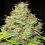 Ultra Genetics Seeds Machine Gun Funk Regular