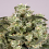 Dutch Passion Seeds Mekong High Feminized