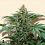 Bulk Seeds Bubblegum Feminized