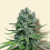 Bulk Seeds Auto Super Skunk Feminized