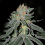 Cream of the Crop Seeds Lemon Venom Feminized