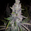 Devil's Harvest Original  Shoreline Feminized