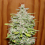 Dr Underground Seeds Crystal M.E.T.H Feminized