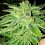 Cali Connection Seeds Strawberry OG Feminized
