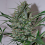 Black Skull Seeds Speed Haze Feminized