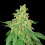 House of the Great Gardener Seeds CBD René Feminized 