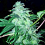 Cali Connection Seeds 22 Feminized
