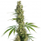 Eagle Bill – Regular – Sensi Seeds