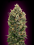 Advanced Seeds Auto Black Diesel Feminised