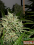 Green Label Seeds AK Widow 47 Feminised