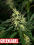 Green Label Seeds Amnesia Feminized