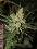 Green Label Seeds Automatic Amnesia Feminized