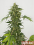 Green Label Seeds Automatic Silver Haze Feminized