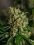Green Label Seeds Lemon Bud Feminized