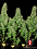 Serious Seeds White Russian Feminized