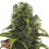 Heavyweight Seeds High Density Auto Feminized