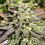 Serious Seeds CBD-Enriched Warlock Feminized