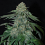 Auto OG Kush - Feminized - Sensible Seeds Premium Selection