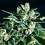 SuperCBDx Seeds Jack Herer x SCBDx Feminized