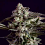 SuperCBDx Seeds NYC Diesel x SCBDx Feminized