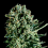 SuperCBDx Seeds Queen Mother x SCBDx Feminized
