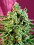 Sweet Seeds S.A.D. Sweet Afgani Delicious CBD Feminized