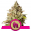 Royal Gorilla – Feminized – Royal Queen Seeds