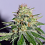 Cream of the Crop Seeds Crop Doctor Feminized