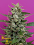 Breaking Buds Seeds Strawberry Cream Feminized