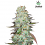 G14 Auto – Feminized – Fast Buds