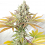 Ultra Genetics Seeds Sour Grape Widow Feminized