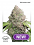 CBD Charlotte's Angel® - Feminized - Dutch Passion
