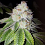 Cali Connetion Seeds Lemon Tart Feminized