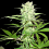 Sumo Seeds Thunderstruck Feminized