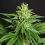 House of the Great Gardener Seeds CBD Jean Feminized